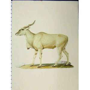 Swamp Deer Stag 1977 Larousse Animal Portrait Colour:  Home 