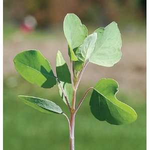  Davids Non Hybrid Mexican Herb Papalo (Porophyllum 