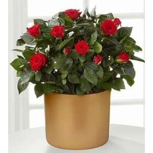  Sheer Elegance Mini Rose Plant   6.5 Inch