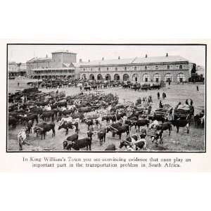  King Williams Town Oxen Livestock Historic Image Cityscape Africa 