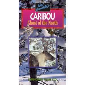    Caribou: Ghost of The North   Wild Encounters [VHS]: Movies & TV