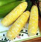 seed corn  