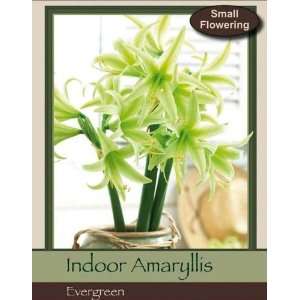  Evergreen Specialty Amaryllis Bulb Patio, Lawn & Garden