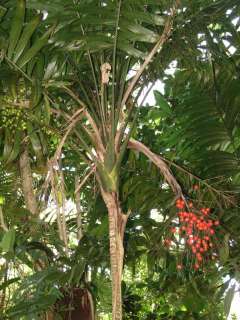 LIVE RARE Monkey Tail Palm Tree Synechanthus fibrosus  