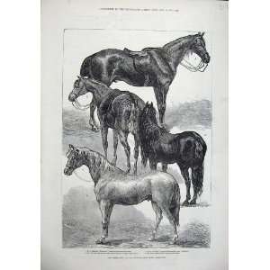  1876 Horse Show Agricultural Islington Hunter Arab