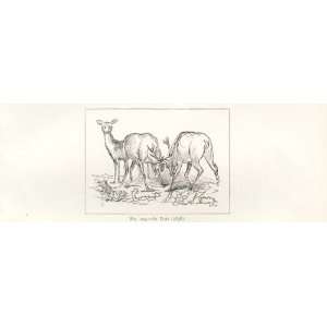  Landseer Sketch, In The Park Red Deer Play