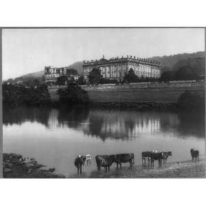   of Chatsworth House,Chatsworth,England,cattle in water