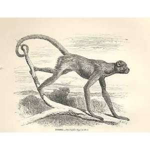    Miriki 1862 WoodS Natural History Engraving Monkey