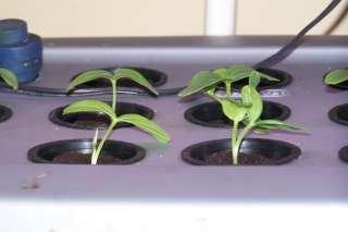 plant roots grow fast most start in 5 10 days