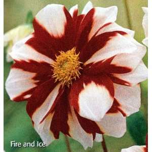  Fire and Ice Anemone Flowering Dahlia Tuber Patio, Lawn 