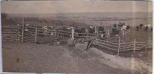 Real Photo Cattle Ranch Corral Water Trough c.1920s  