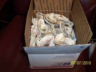 Seashell Oyster shells from the Low Country bulk 13+lb  
