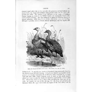    NATURAL HISTORY 1895 MALE FEMALE UPLAND GEESE BIRDS