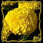 lb african marigold crackerjack bulk wildflower seeds returns 