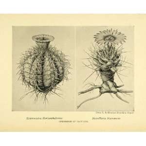  1906 Print Colorado Desert Cactus Speicies Botany 