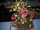 rare bonsai seeds siberian crabapple malus baccata bulk 50 seeds