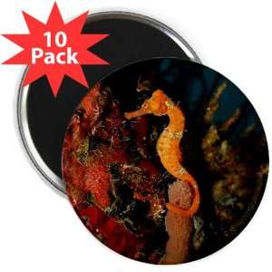  2.25 Magnet (10 Pack) Seahorse Holding Coral Everything 