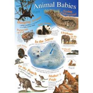   Laminated Animal Babies Educational Chart Poster Print