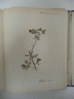 1848 Ch.A. Strail Ein Herbarium für Madame von Kessel  