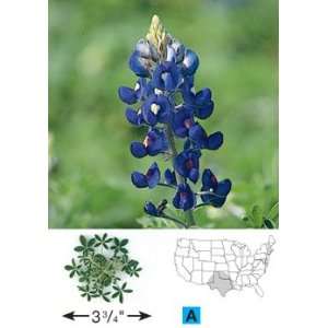   Bluebonnet (Fabaceae) 40 Seeds per Packet Patio, Lawn & Garden