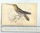 1833 Steel Engraved   Hand Colored Rare Hummingbird Print  Naevius