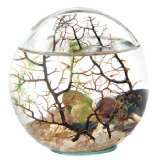 Beachworld Mini Aquarium Kugel mit Gorgonie 20 cm   Ökosystem 