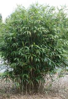 Pseudosasa japonica, Pfeil Bambus, starke Pflanze 100/125 cm  