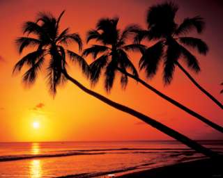Palmen Strand im Sonnenuntergang   Urlaub Poster R306  
