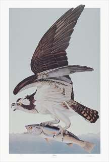 Ltd. Ed. Loates Audubon OSPREY Bird Print Signed 26x40  