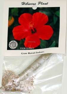 HAWAIIAN `ULA`ULA RED HIBISCUS PLANT CUTTING  