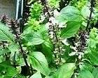 Cinnamon Basil live herb plant