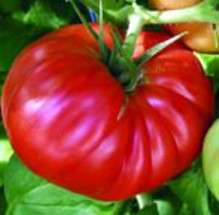 Country Taste Hybrid Tomato 45 Seeds   Beefsteak Type  