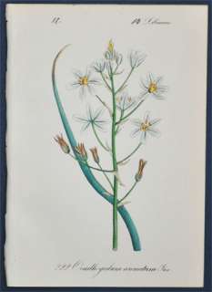 Antique Botanical Print 1880   Ornithogalum arcuatum  