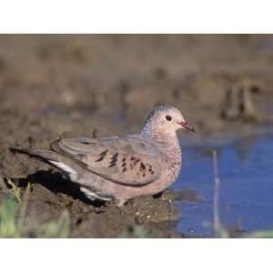  Common Ground Dove Drinking at a Waterhole (Columbina 