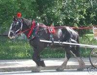 Amish made biothane or beta DRAFT horse harness  