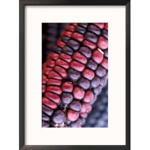  Closeup of Dried Corn Collections Framed Photographic 