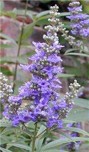   casta, Chasteberry, Hemptree, castus de Agnus, el bálsamo de Abraham