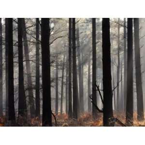  Misty Autumn Scene in a New Forest Pine Wood, Hampshire 