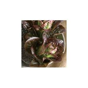   Lettuce Breen 200 Pelleted Seeds per Packet Patio, Lawn & Garden