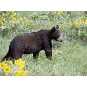  Young Black Bear Among Arrowleaf Balsam Root, Animals of 