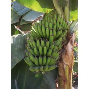  Close Up of Hands of Green Banana Fruit Growing on Banana 