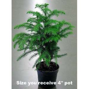  Norfolk Island Pine   The Indoor Christmas Tree   4 Pot 