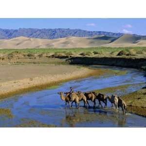 Camel Caravan, Khongoryn Els Dune, Gobi Desert National Park, Omnogov 