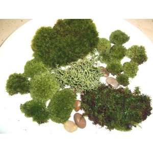  Live Moss Assortment for Terrariums   Frog, Haircap 