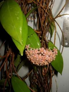 You are watching exact plant of Hoya erythrostemma Pink, 1 Pot 