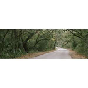 Trees Both Sides of a Road, Fort Clinch State Park, Amelia Island 
