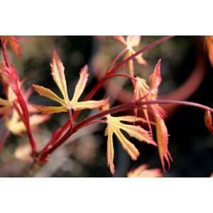  Ghost Dancer Japanese Maple 1   Year Graft Patio, Lawn 