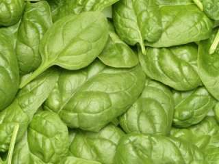 Spinach Vegetable Seeds Bloomsdale , Additional seeds ship free with 