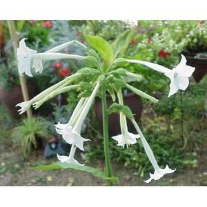   20 Heirloom Indian Tobacco  Rustica  Plant Seeds Patio, Lawn & Garden