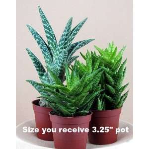  3 Different Aloe Plants   Easy to grow/Hard to Kill   3 